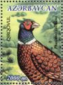 Common Pheasant (Phasianus colchicus)